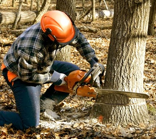 Tree Removal in Belmont, MI